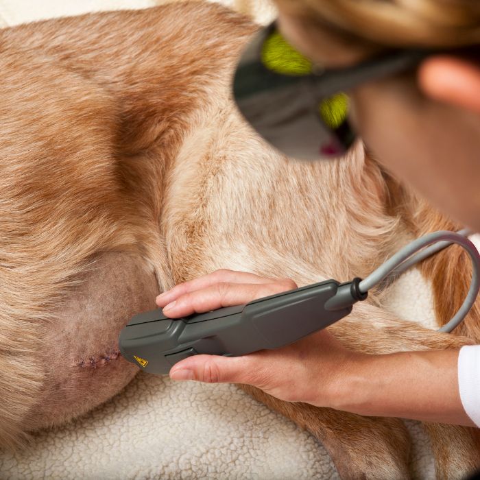 Pet laser Therapy