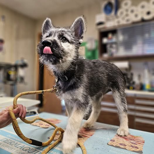 gray and white puppy stands on a vet table