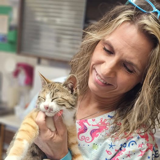 vet gently holding a sleepy cat